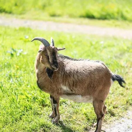 Bed & Breakfast Le Clos De Grace Équemauville
