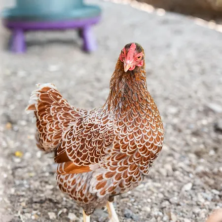 Le Clos De Grace Équemauville