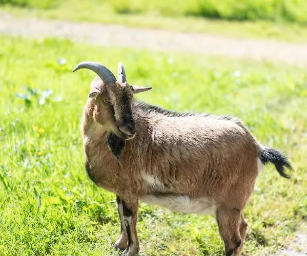 Bed & Breakfast Le Clos De Grace Equemauville