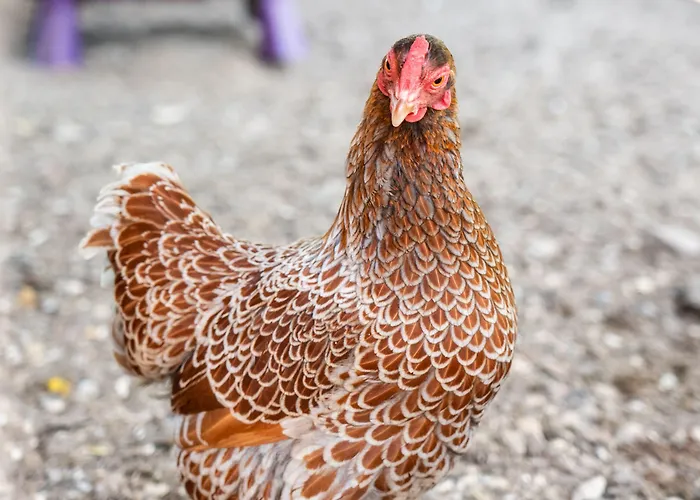 Le Clos De Grace Equemauville